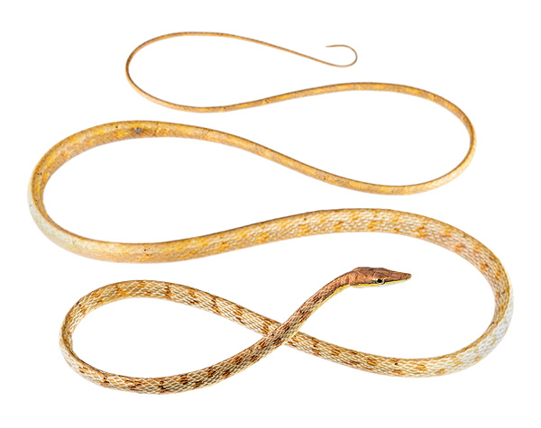 Oxybelis transandinus