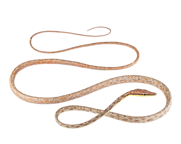 Oxybelis transandinus