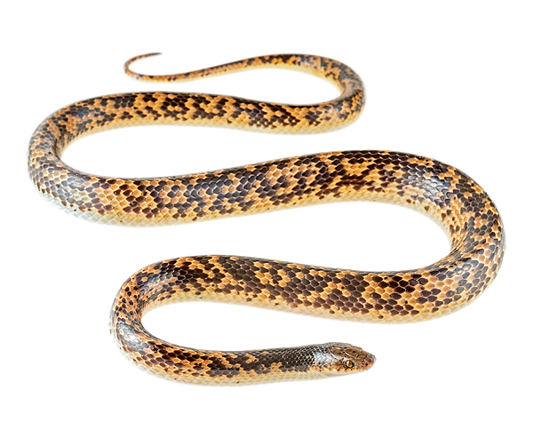 Oxyhroups fitzingeri