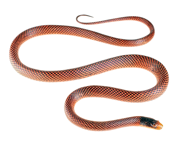 Oxyhroups occipitalis