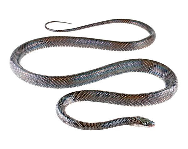 Photos of the Forest Flame-Snake (Oxyrhopus petolarius)