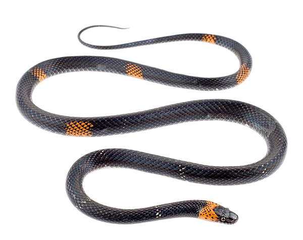 Oxyhroups vanidicus