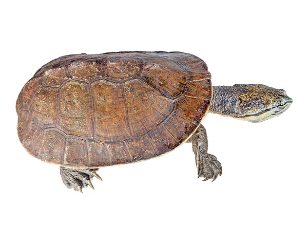 Adult Phrynops geoffroanus