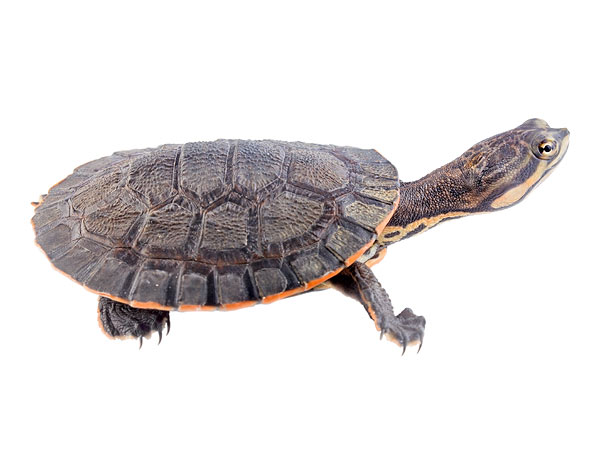 Juvenile Phrynops geoffroanus