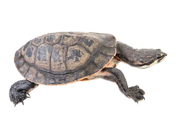 Subadult Phrynops geoffroanus