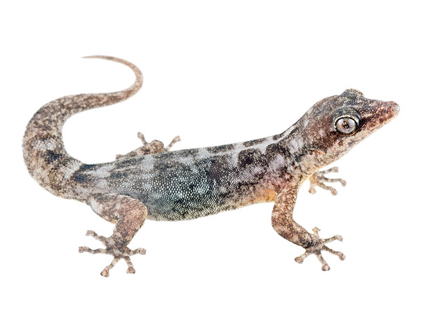 Phyllodactylus gilberti