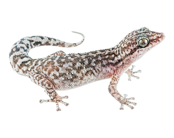 Adult female Phyllodactylus leoni