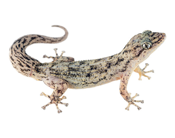 Adult Phyllodactylus reissii