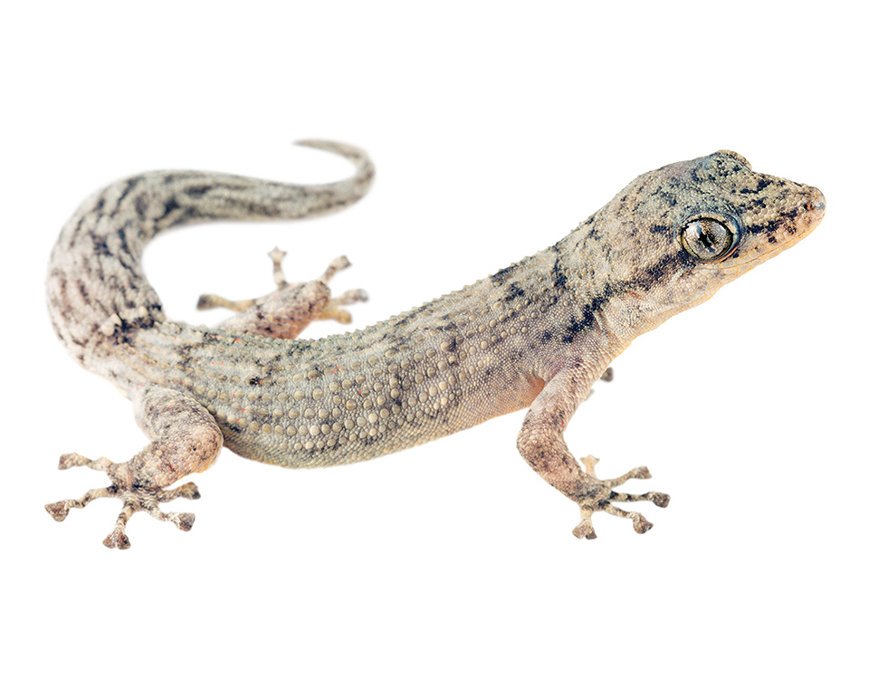 Adult Phyllodactylus reissii