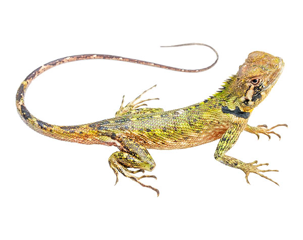 Plica umbra