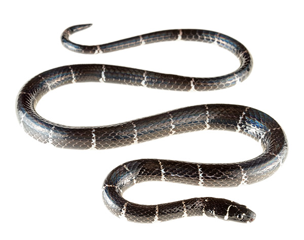 Pliocercus