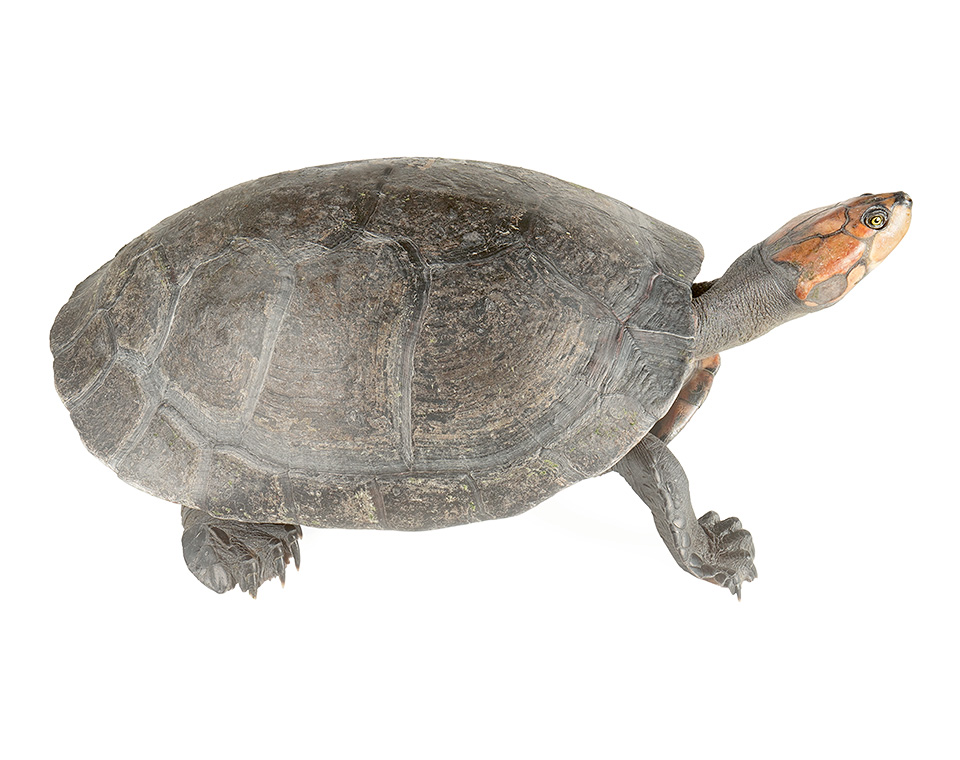 River Turtles