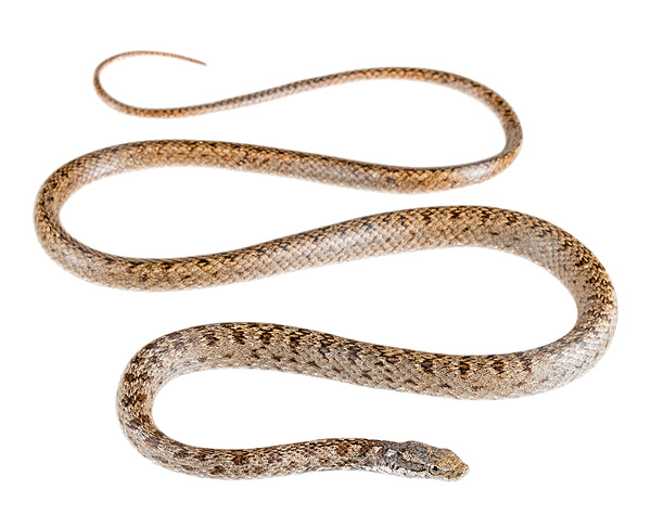 Pseudalsophis