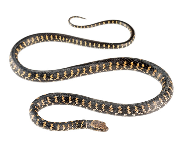 Pseudalsophis darwini