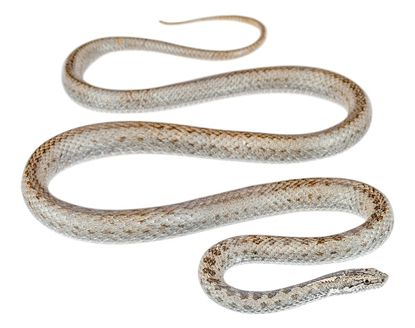 Pseudalsophis dorsalis