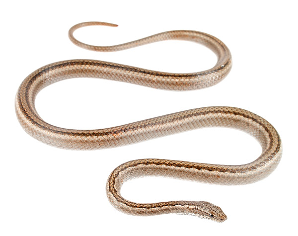 Pseudalsophis eibli