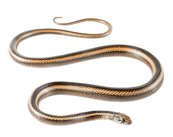 Pseudalsophis hephaestus