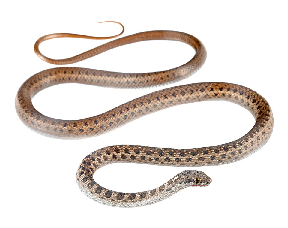 Racers of Ecuador