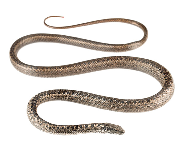 Pseudalsophis occidentalis