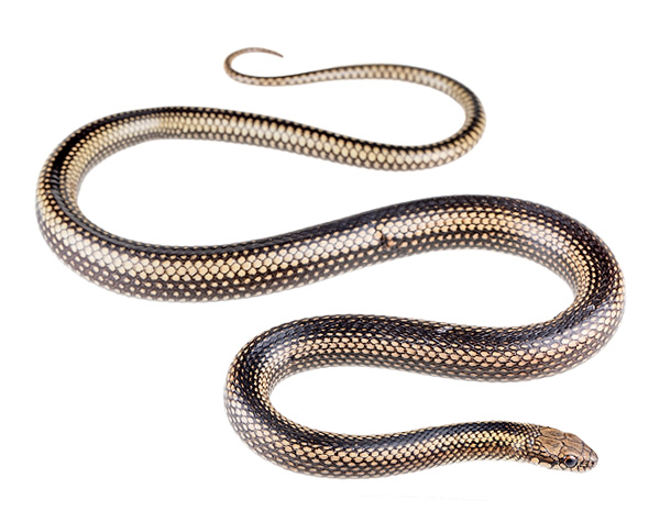 Pseudalsophis steindachneri