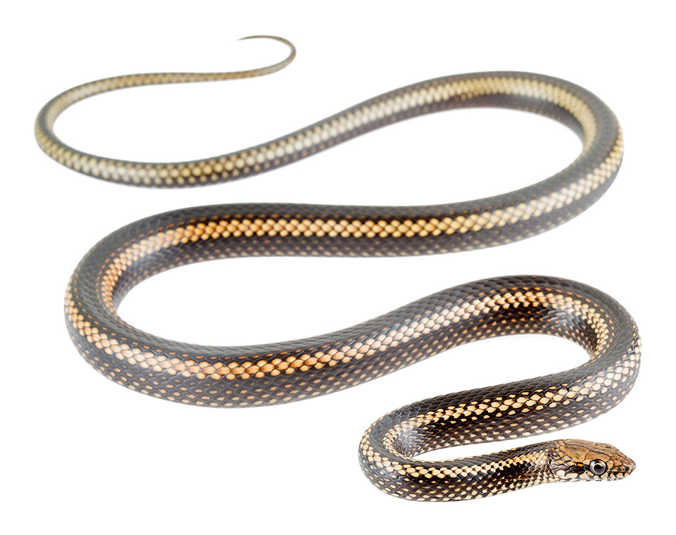 Photos of the Painted Racer (Pseudalsophis steindachneri)