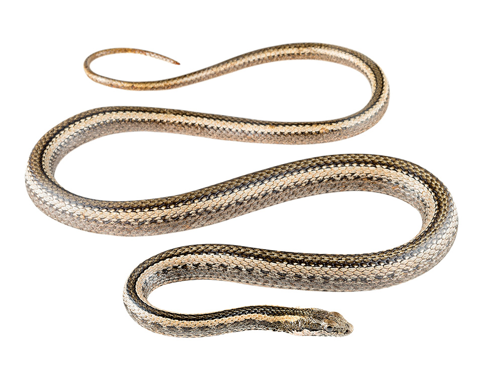 Adult Pseudalsophis thomasi