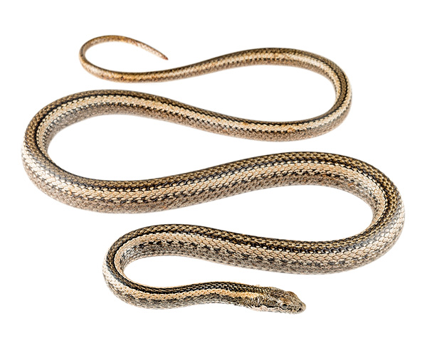 Pseudalsophis thomasi