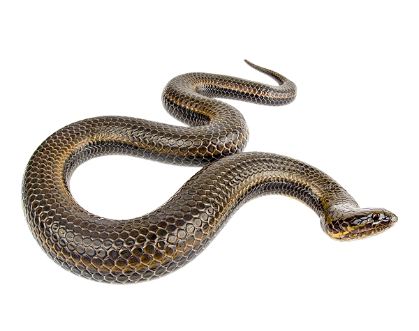 Pseudoeryx