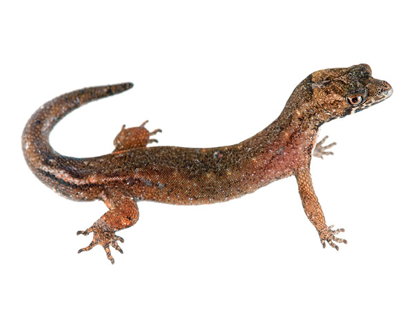 Adult male Pseudogonatodes guianensis