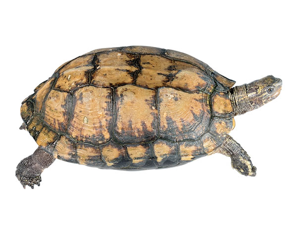 Adult Rhinoclemmys annulata