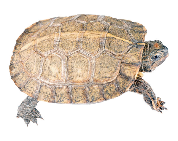 Juvenile Rhinoclemmys annulata