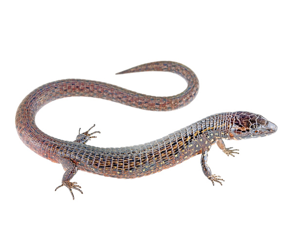 Riama anatoloros