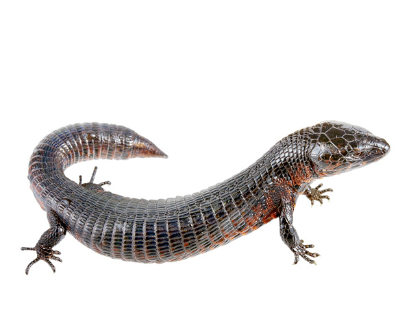 Riama cashcaensis