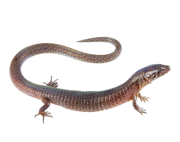 Riama labionis