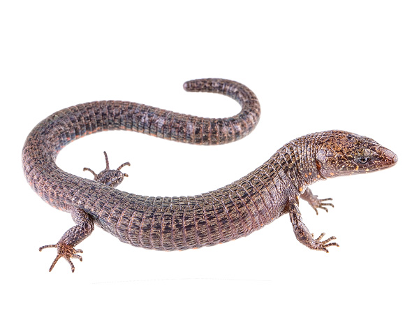 Riama stigmatoral