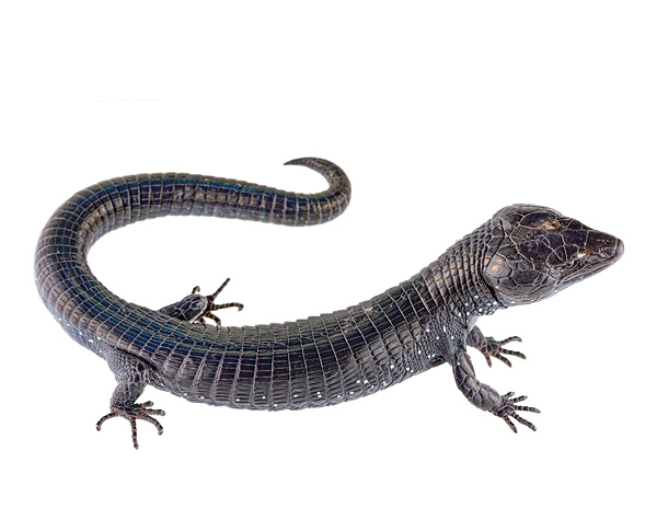 Riama tarletonorum