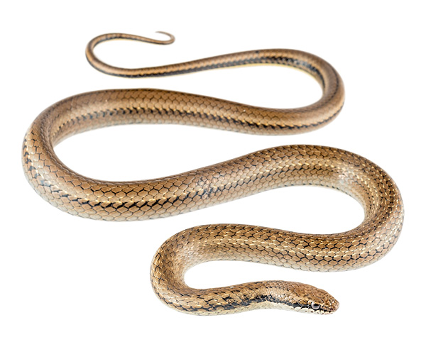 Saphenophis