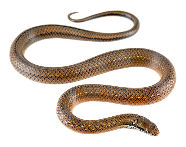 Saphenophis boursieri