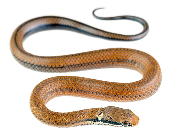 Saphenophis boursieri