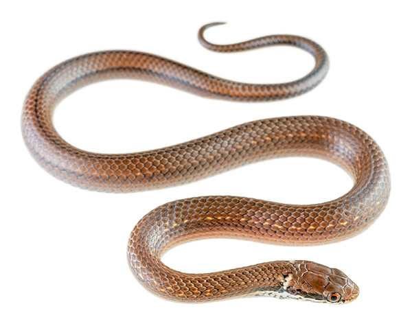 Saphenophis boursieri