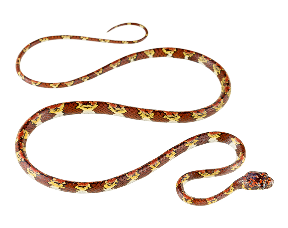 Adult male Sibon annulatus