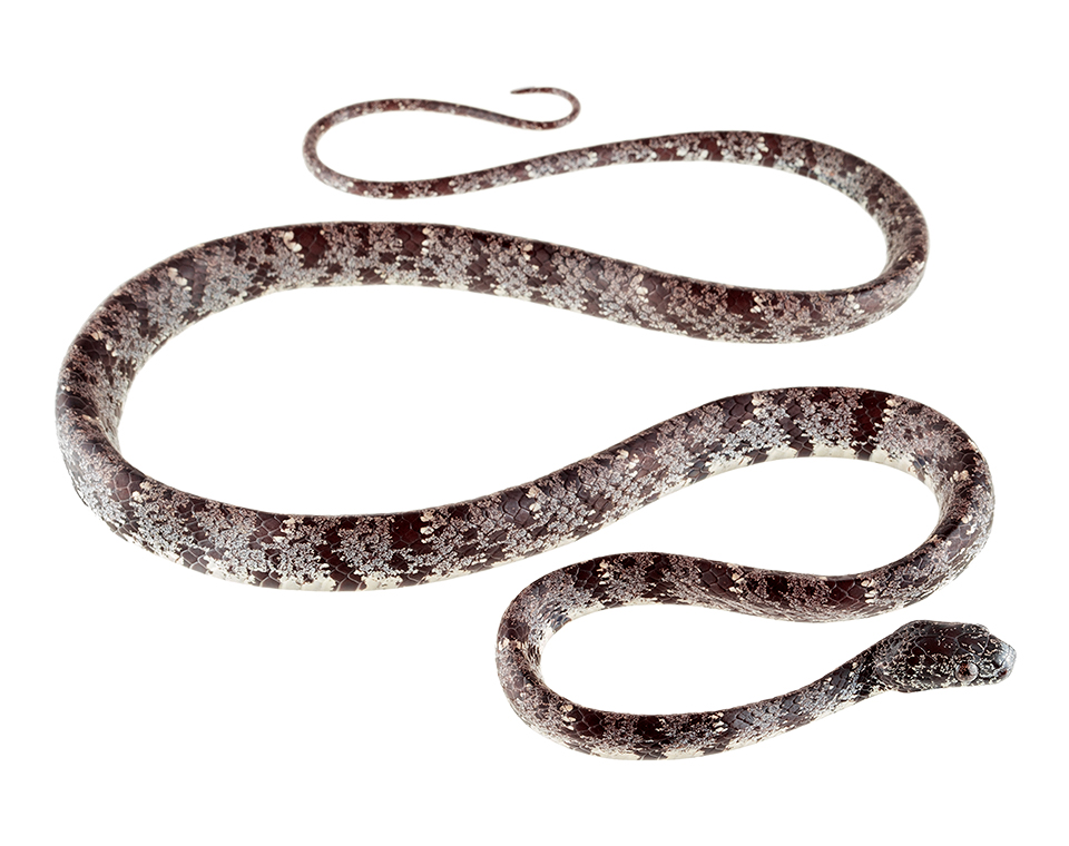 Adult Sibon nebulatus