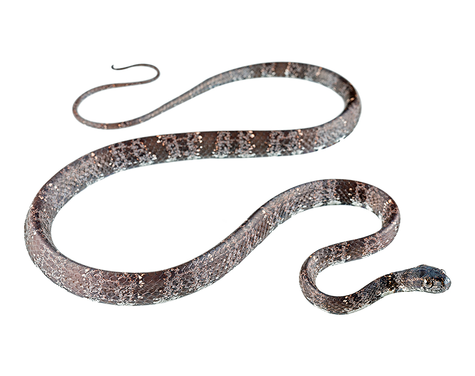 Adult Sibon nebulatus