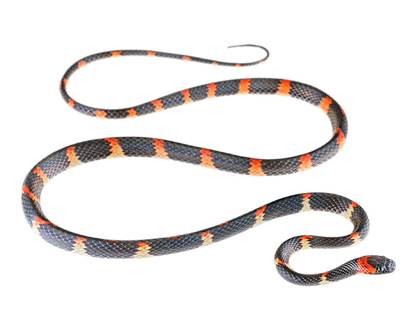 Siphlophis ayauma