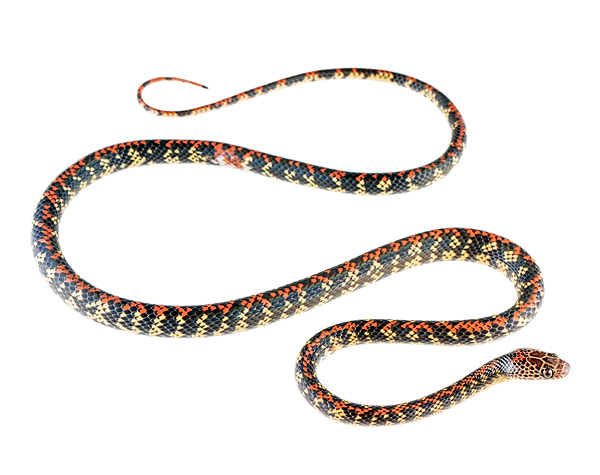 Siphlophis