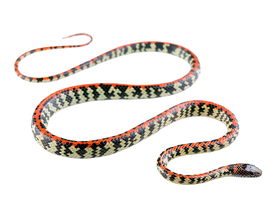 Siphlophis