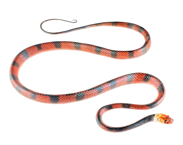 Siphlophis compressus
