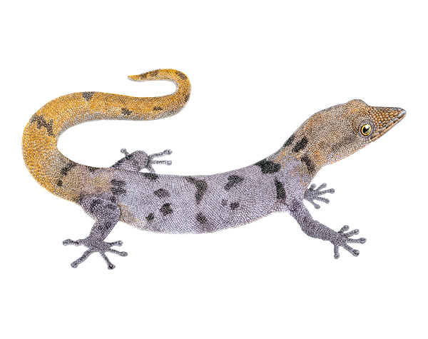 Sphaerodactylus