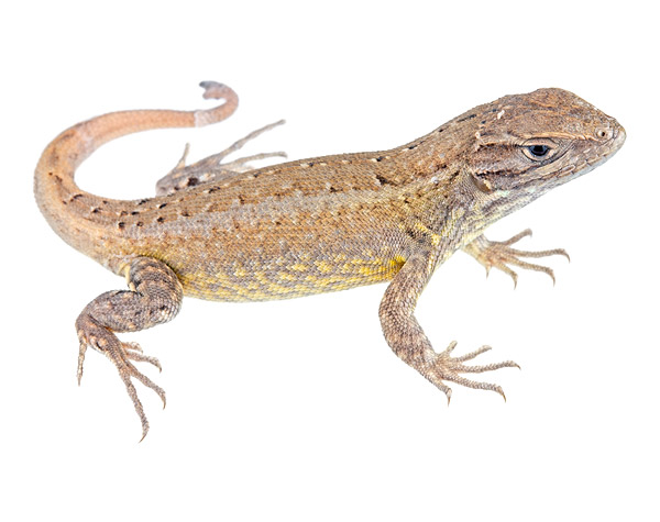 Juvenile Stenocercus cadlei