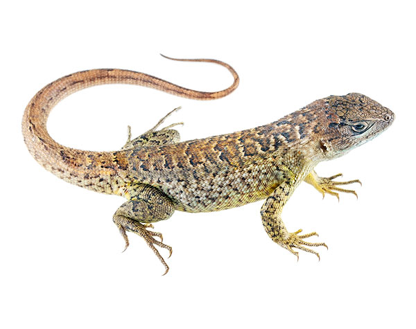 Subadult male Stenocercus cadlei